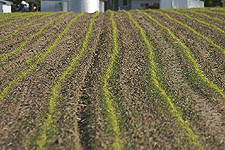 corn field crop rows food farm agriculture digital image stock photo photograph photography Tom Palmer Fantastic Places info@fantasticplaces.com