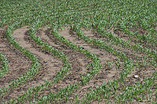 corn field crop rows food farm agriculture digital image stock photo photograph photography Tom Palmer Fantastic Places info@fantasticplaces.com