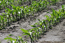 corn field crop rows food farm agriculture digital image stock photo photograph photography Tom Palmer Fantastic Places info@fantasticplaces.com