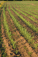 corn field crop rows food farm agriculture digital image stock photo photograph photography Tom Palmer Fantastic Places info@fantasticplaces.com