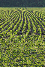 soybeans field crop rows food farm agriculture digital image stock photo photograph photography Tom Palmer Fantastic Places info@fantasticplaces.com