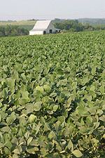 soybeans field crop rows food farm agriculture digital image stock photo photograph photography Tom Palmer Fantastic Places info@fantasticplaces.com