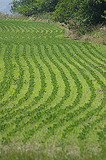 soybeans field crop rows food farm agriculture digital image stock photo photograph photography Tom Palmer Fantastic Places info@fantasticplaces.com