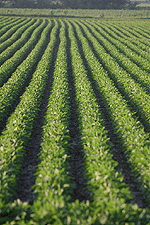 soybeans field crop rows food farm agriculture digital image stock photo photograph photography Tom Palmer Fantastic Places info@fantasticplaces.com