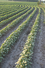 soybeans field crop rows food farm agriculture digital image stock photo photograph photography Tom Palmer Fantastic Places info@fantasticplaces.com