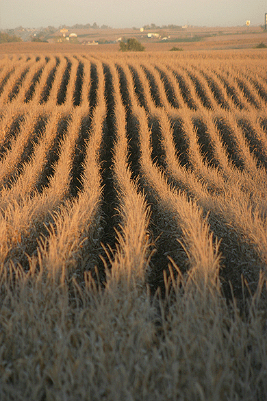 corn field crop rows food farm agriculture digital image stock photo photograph photography Tom Palmer Fantastic Places info@fantasticplaces.com