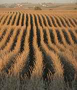 stock photographs of agriculture - farm fields by Tom Palmer