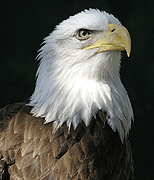 stock photographs of nature - animals by Tom Palmer