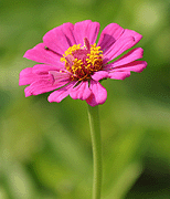 stock photographs of nature - flowers by Tom Palmer