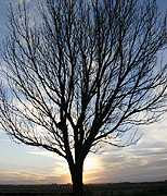 stock photographs of nature - trees by Tom Palmer