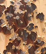 stock photographs of textures by Tom Palmer