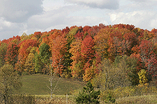 nature landscape outdoors trees Michigan digital image stock photo photograph photography Tom Palmer Fantastic Places info@fantasticplaces.com